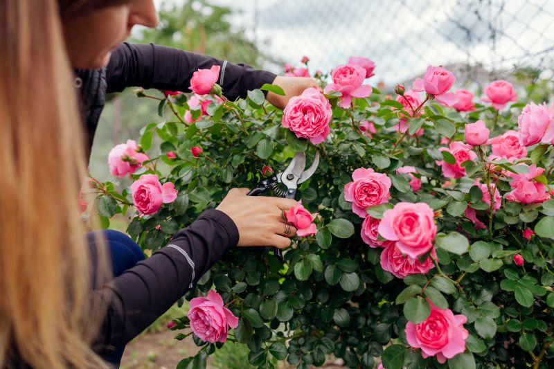Rose Pruning Service