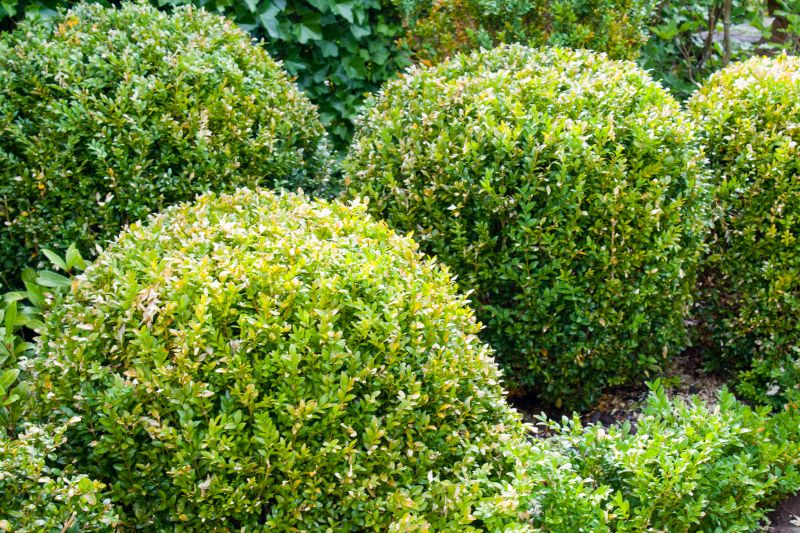 Healthy, Pruned Bushes