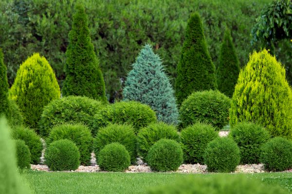 Cost of Bush Trimming Service in Greenville