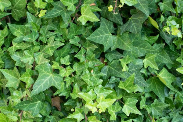 Cost of English Ivy Removal in Greenville