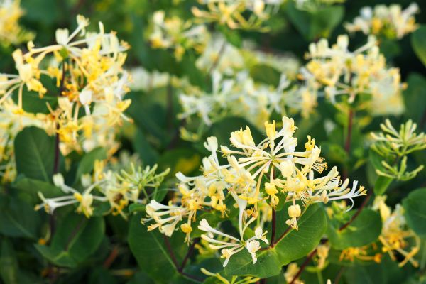 Cost of Honeysuckle Removal in Greenville