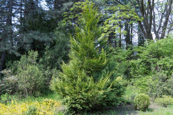 Cost of Juniper Pruning in Greenville