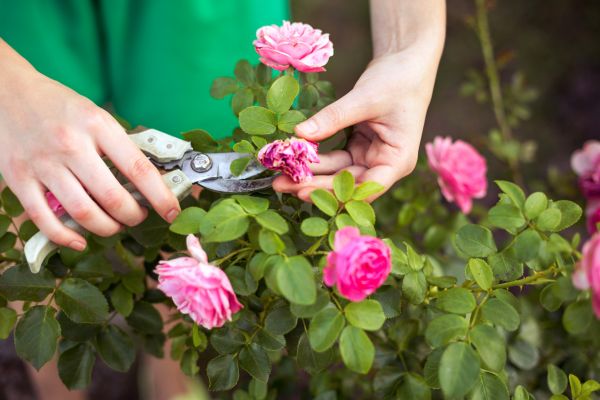 Cost of Rose Trimming in Greenville