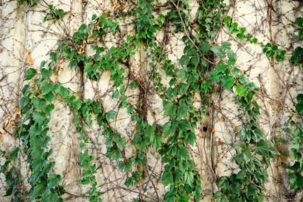Cost of Vine Removal Service in Greenville