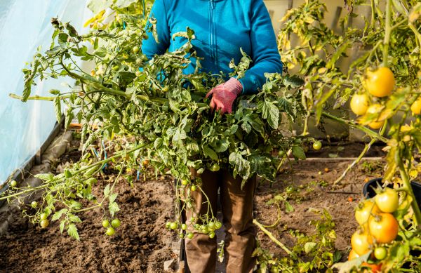Garden Plant Removal in Greenville