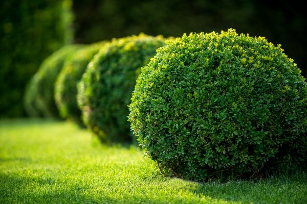 Bush Pruning in Greenville