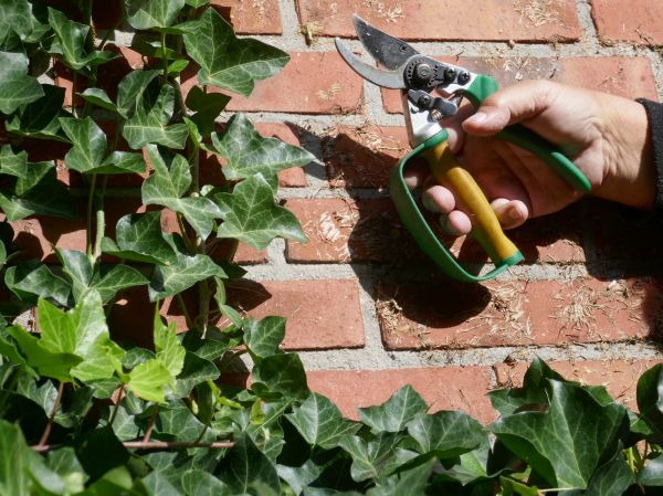Cost of Ivy Removal Service in Greenville
