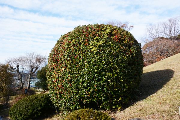 Cost of Holly Trimming in Greenville