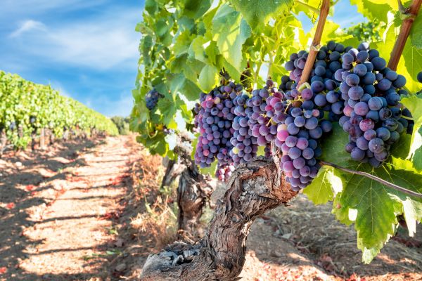 Grapevine Pruning in Greenville