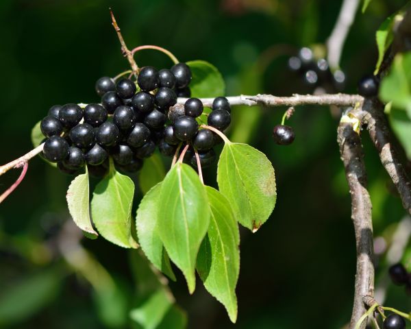 Cost of Buckthorn Removal in Greenville