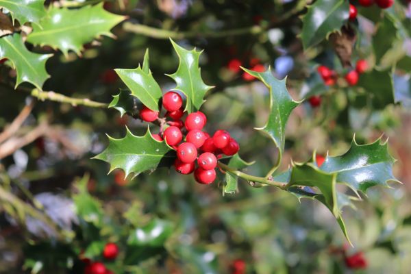 Cost of Holly Tree Trimming in Greenville