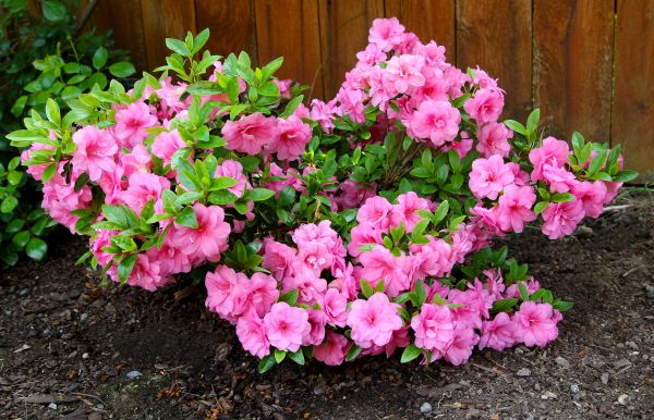 Azaleas Removal in Greenville