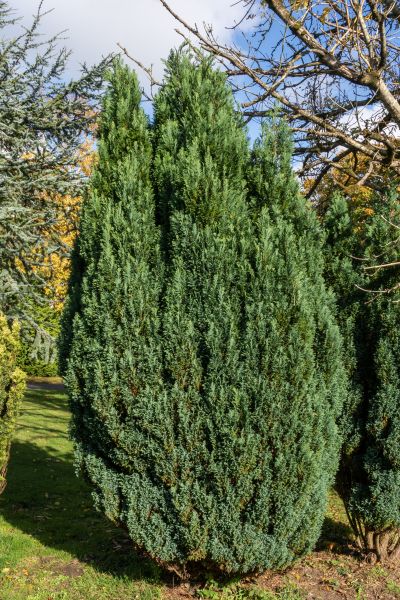 Cost of Juniper Trimming in Greenville