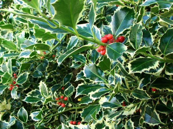 Cost of Holly Bushes Trimming in Greenville