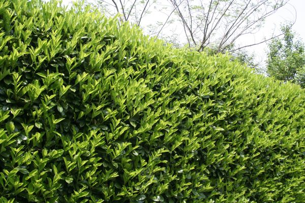 Laurel Shrub Removal Service
