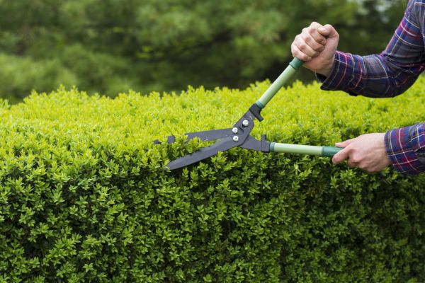 Cost of Evergreen Shrub Pruning in Greenville
