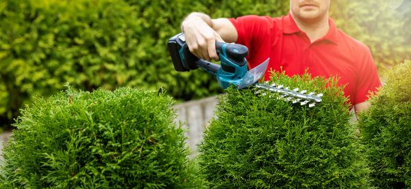 Hedge Shaping Service in Greenville