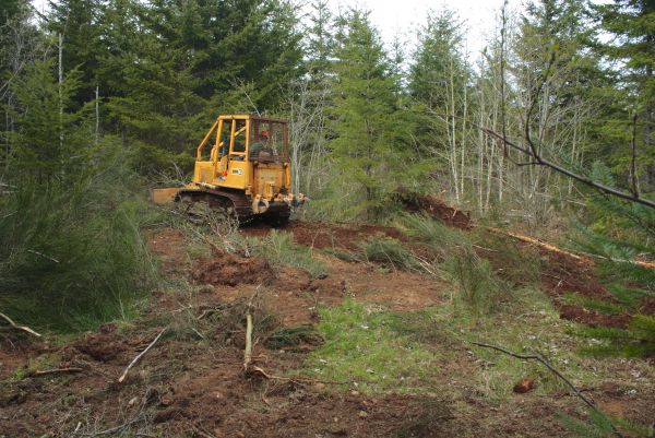 Shrubbery Clearing in Greenville