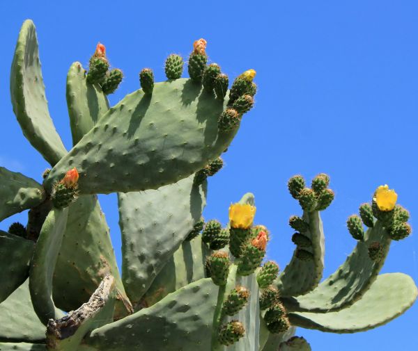 Cost of Cactus Removal in Greenville