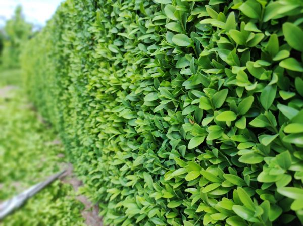 Boxwood Pruning in Greenville