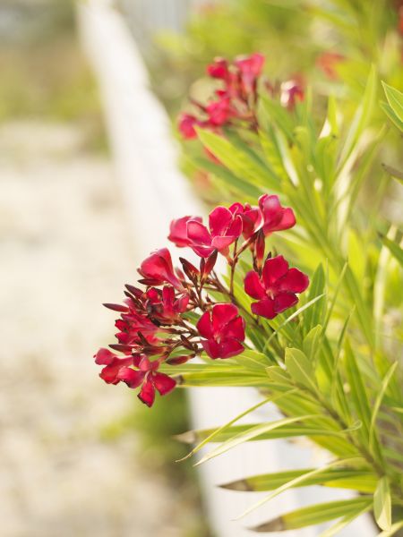 Oleander Trimming