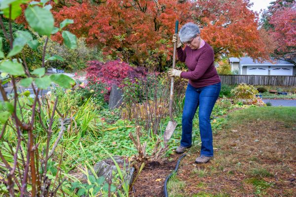 Cost of Dead Bush Removal in Greenville