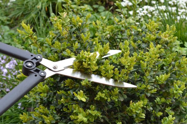 Boxwood Trimming in Greenville