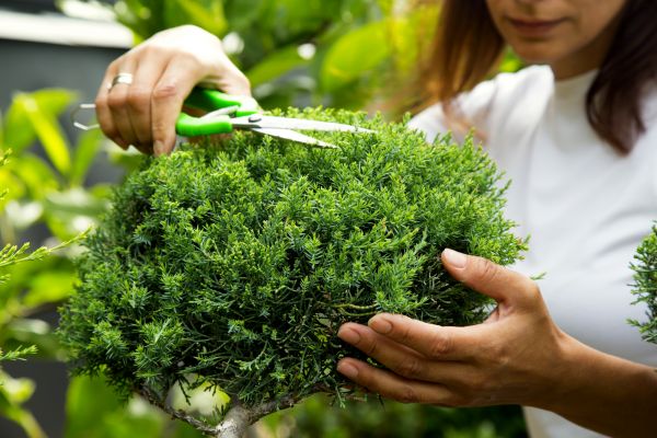 Cost of Juniper Shrub Pruning in Greenville