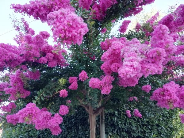 Cost of Crape Myrtle Pruning in Greenville