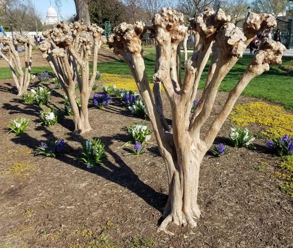 Myrtle Tree Removal in Greenville