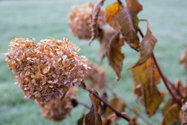 Hydrangea Removal in Greenville