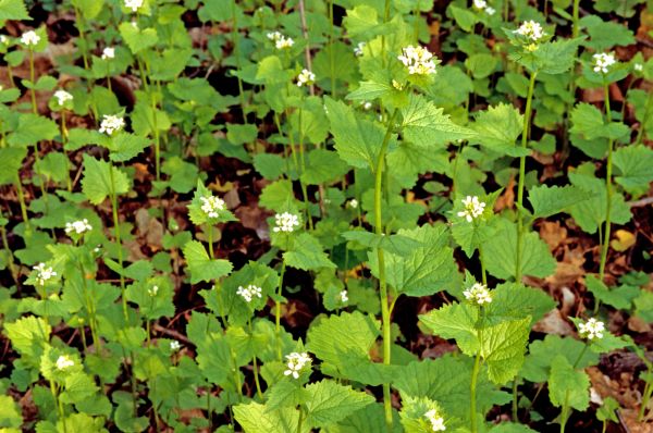 Cost of Garlic Mustard Removal in Greenville