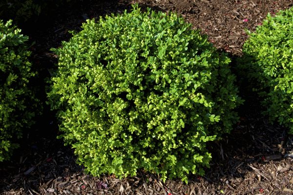 Boxwood Removal in Greenville