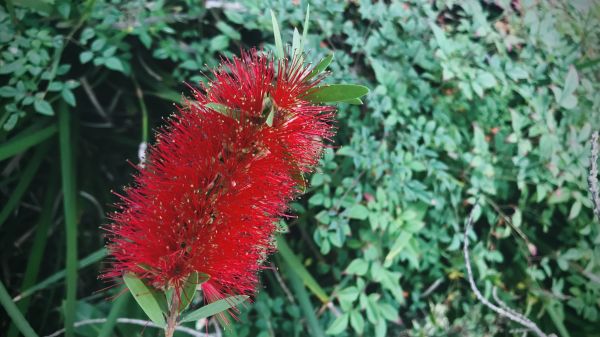 Cost of Bottlebrush Pruning in Greenville